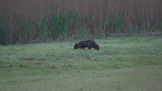 Marderhund  Raccoon Dog  Nyctereutes procyonoides [upl. by Maynard530]