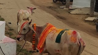 గో పూజ Gomatha Pooja Vidhanam  Go PoojaYouTubefull videoTelugu🙏 [upl. by Nauq]