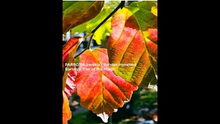 PARROTIA persica  Persian Ironwood Barneys Tree of the Month [upl. by Nairrad]