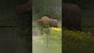 Hunting american bison  Way Of The Hunter  Hunting Clash animals hunting gaming [upl. by Buiron]