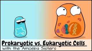 Prokaryotic vs Eukaryotic Cells Updated [upl. by Amlez]