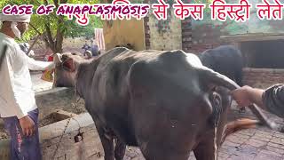 Treatment of anaplasmosis in cow amp buffalo l पशुओं में बुख़ार का उपचार l symptoms of anaplasmosis l [upl. by Acirehs]