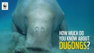 7 Facts About Dugongs  WWFAustralia [upl. by Irrahs35]