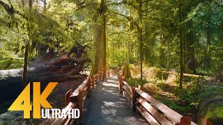 4K Virtual Hike through Canadian Forest with Nature Sounds  Incredible Nature of British Columbia [upl. by Charlene]