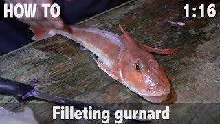 How to Fillet Gurnard [upl. by Selda]