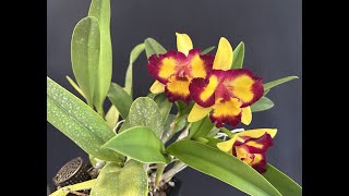 Yellow and Red Orchid time lapse beautiful nature orchid orquideas orchidbeauty flowers [upl. by Ahsercel656]