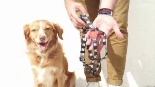 HOW TO PUT ON A STEP IN DOG HARNESS [upl. by Atteynot]