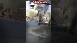 Goslings 12 days old [upl. by Lenard]