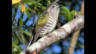 Chrysococcyx lucidus Shining Bronze Cuckoo [upl. by Barbara]