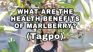 WHAT ARE THE HEALTH BENEFITS OF MARLBERRY TAGPO [upl. by Plusch433]