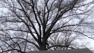 Pruning The Pin Oaks [upl. by Orford]