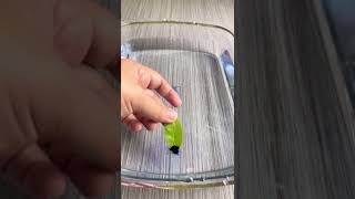 INK LEAF BOAT 🍃🛶💦 EASY SCIENCE EXPERIMENT shorts fyp scienceexperiment experiment science [upl. by Michelle789]