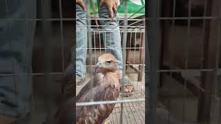 ভয়ংকর ঈগল পাখি। ঈগল birds mirpur1birdmarket mirpur1birdsmarket lovebirds BDBIRDSHOP [upl. by Nairam]