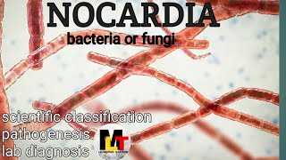 Nocardia ।। IntroductionScientific Classification Pathogenesis Laboratory Diagnosis of Nocardia [upl. by Avis]