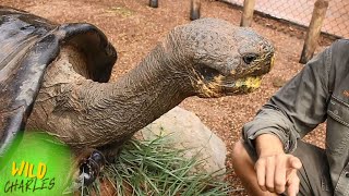 Unbelievable Creature The Giant Galapagos Tortoise Up Close [upl. by Yelrihs818]