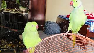 intelligence of parrots alexandrine parrots [upl. by Arres]