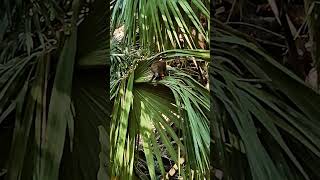 Itchy wild city coati Playa del Carmen Mexico tropical Caribbean cute animal life wildlife nature [upl. by Brigg]