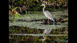 Wakodahatchee Wetlands and Green Cay Nature Center and Wetlands in January 2021 [upl. by Berton]