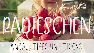 Radieschen im Garten anbauen 👍 Aussaat Tipps und Tricks [upl. by Lerej]