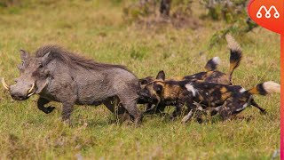 QUANDO OS CÃES SELVAGENS ATACAM O JAVALI [upl. by Ventre]