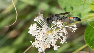 An Ammophila Female Provisions Her Nest With a Caterpillar [upl. by Harned217]