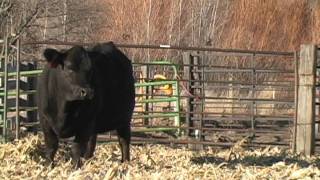 Benda Simmental Ranch [upl. by Ragse67]