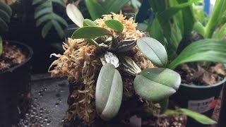 Mounting a Dendrobium aggregatum Orchid on cork bark [upl. by Checani885]