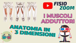 ANATOMIA 3D I muscoli adduttori [upl. by Negam]