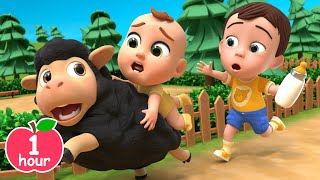 🐑Baa Baa Black Sheep Song  more Newborn Baby Songs amp Nursery Rhymes [upl. by Tyler]