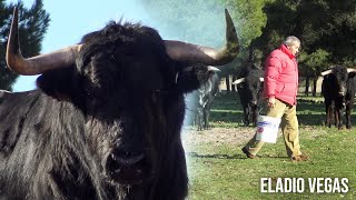 Dando de Comer a los TOROS BRAVOS con el ganadero Eladio Vegas 2022 [upl. by Tyrus]