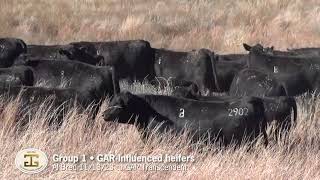 Group 1—GAR Bred Comml Heifers [upl. by Harret]