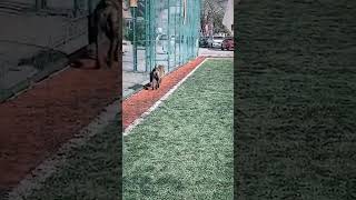 Kimler burada maç yapabilir presacanario mastiff futbol dogs dog [upl. by Aika]