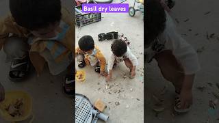 Collecting basil dry leaves plants nature leaves flowers youtubeshorts shortsfeed shorts [upl. by Adnola86]