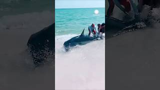 Some people catch shark fish shorts youtubeshorts wildlife animals trendingreels [upl. by Alpheus473]