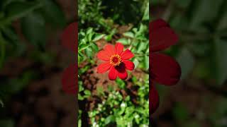 Flor nacional de México 🇲🇽 Dalia Silvestre 𝐷𝑎ℎ𝑙𝑖𝑎 𝑐𝑜𝑐𝑐𝑖𝑛𝑒𝑎 campo jardin flores rancho plantas [upl. by Ecnahs812]