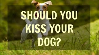 What Happens If My Dog Licks My Face [upl. by January]