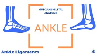 Ankle Joint LIgaments [upl. by Akvir]