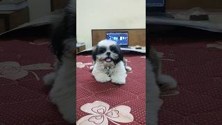 Shih Tzu Dog Barking  Puppy Barking shihtzu dog puppy barking [upl. by Boyt]