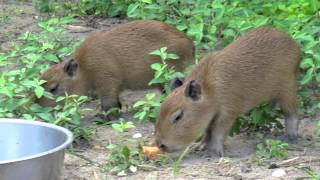 Capybara babies at Audubon Zoo [upl. by Mak815]