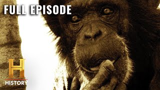 Killer Chimpanzee RAMPAGE  Human Prey S1 E1  Full Episode [upl. by Rodger957]