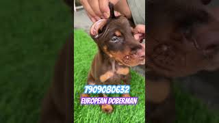 Real European Doberman puppies available India’s Best European Doberman kennel europeandobermann [upl. by Houlberg19]