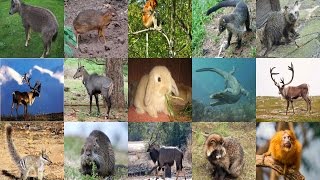 List of Animals Starting with N  All Animals [upl. by Ajram]