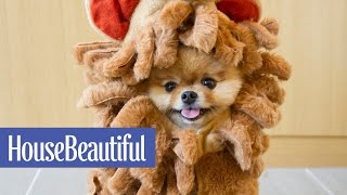 Say Hello to Jiff The Internet’s Cutest Dog  House Beautiful [upl. by Dev]