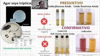 Enterococcus faecalis presentación Bacteriología Médica UACH [upl. by Russian]