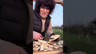 Fomitopsis Pinicola Red Belted Polypore [upl. by Buderus]