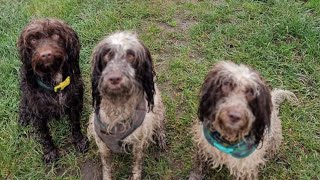 5 Mile walk with our 3 dogs from Donkey 🫏 Sanctuary to Salcombe Regis walking dogs [upl. by Atcele348]