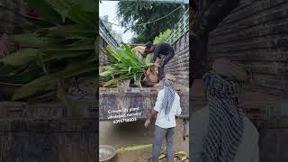 Criminal lily plant loading gajraulanursery wholesalenursery allplants nurseryplants plants [upl. by Stine324]