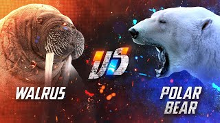 Can a Walrus Beat a Polar Bear in a Fight [upl. by Ahsram340]