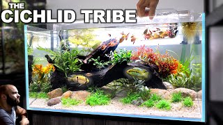 The Cichlid Tribe EXQUISITE All in 1 Aquarium Kit [upl. by Aneehta47]