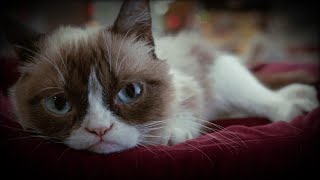 How Grumpy Cat Became a Famous Meme [upl. by Nostrebor]